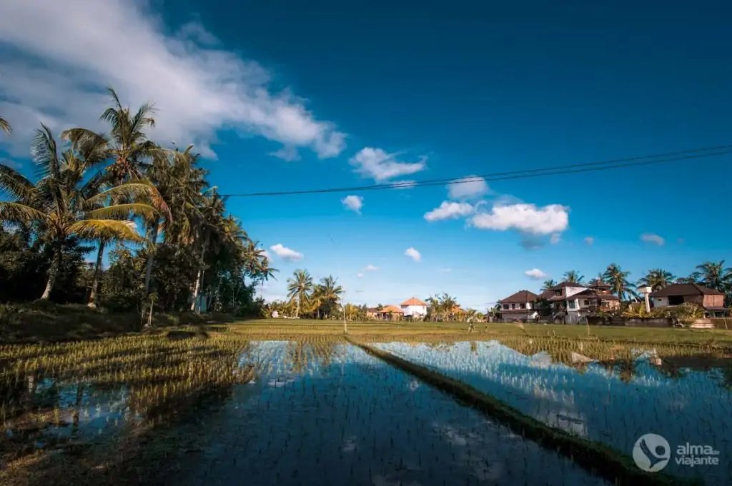 Campos de arroz en Ubud, Bali.
