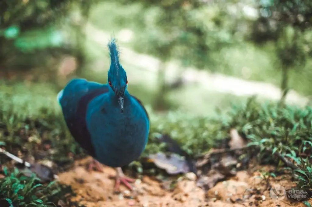 Parque de aves Kuala Lumpur