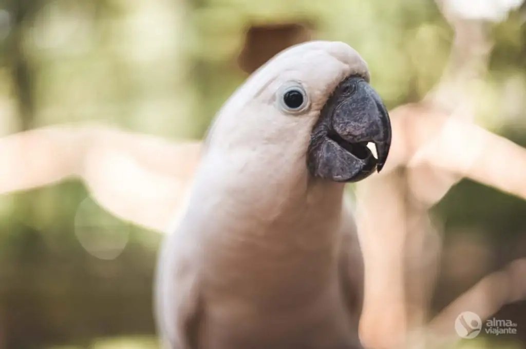 Loro