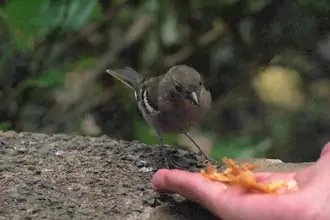 El contacto con los pequeños habitantes del bosque es uno de los atractivos de los paseos por las levadas de Madeira.